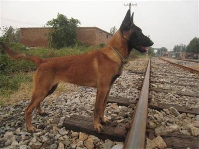 马犬新鲜趣事,马犬新鲜趣事