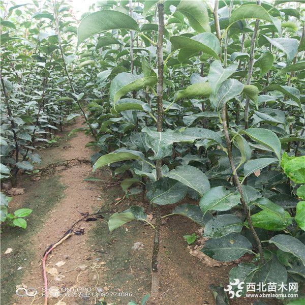 梨树苗的成长之旅，励志故事与价格揭秘