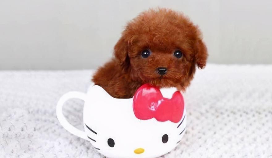 茶杯犬，微小中的科技奇迹，价格究竟如何？