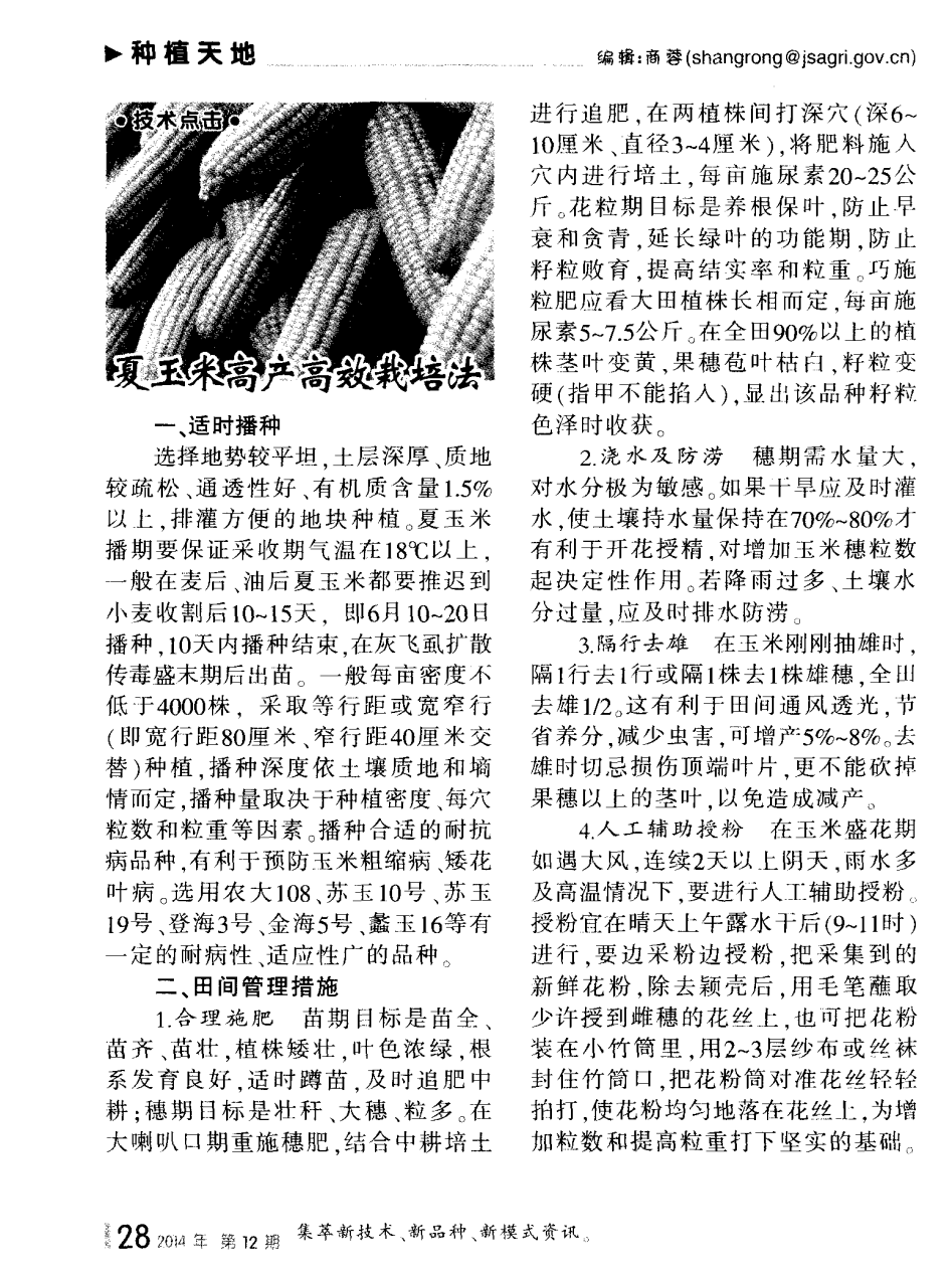 大姜高产栽培技术的最新方法与策略