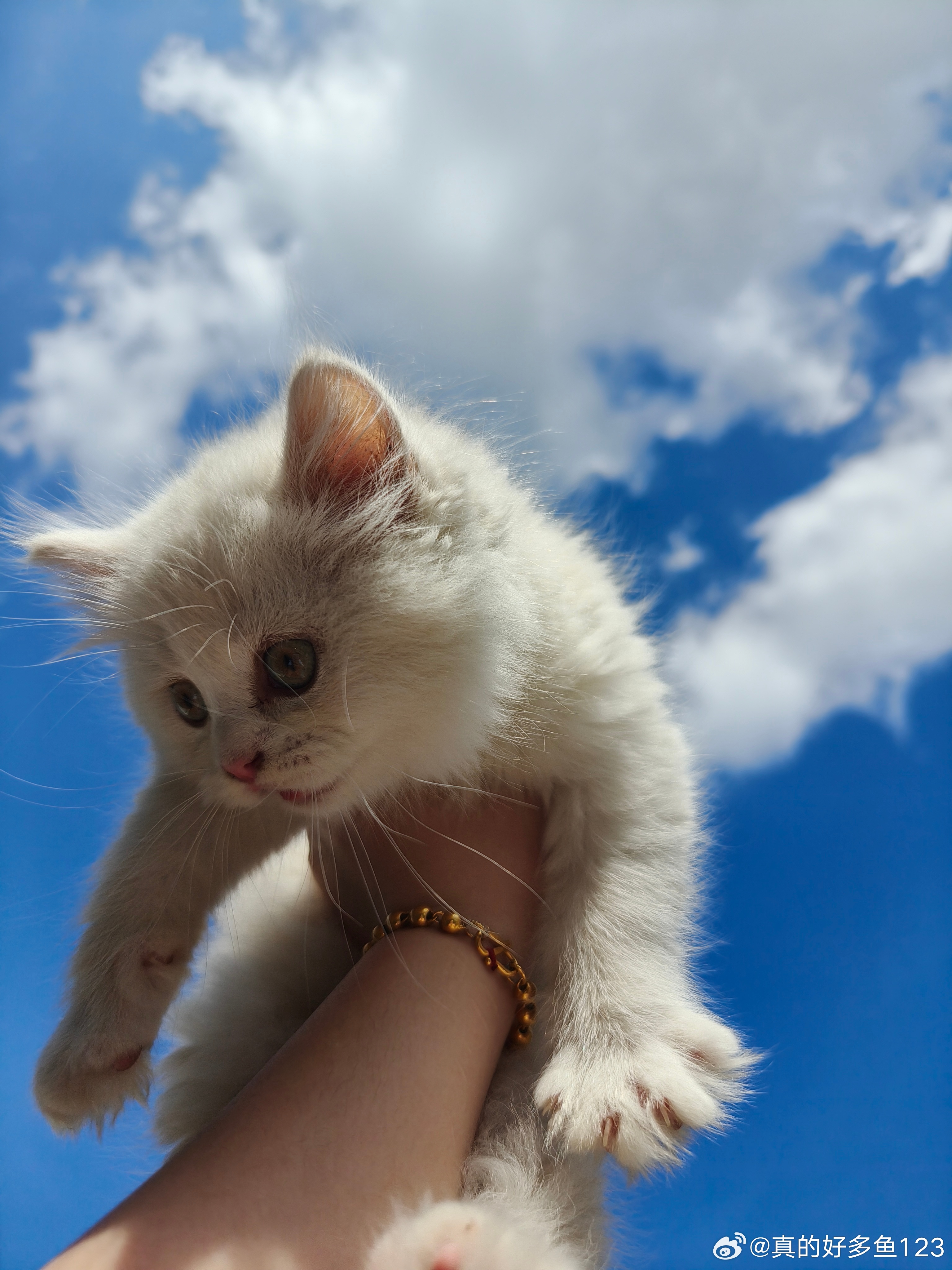 最新小仙猫，温馨日常趣事记录
