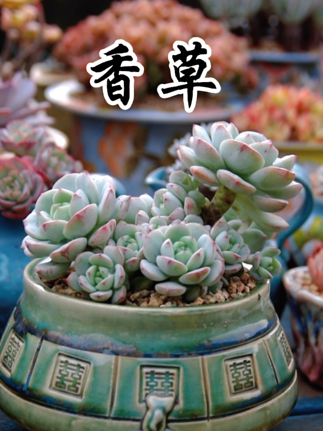香草最新版的背景、发展及其在特定时代的地位