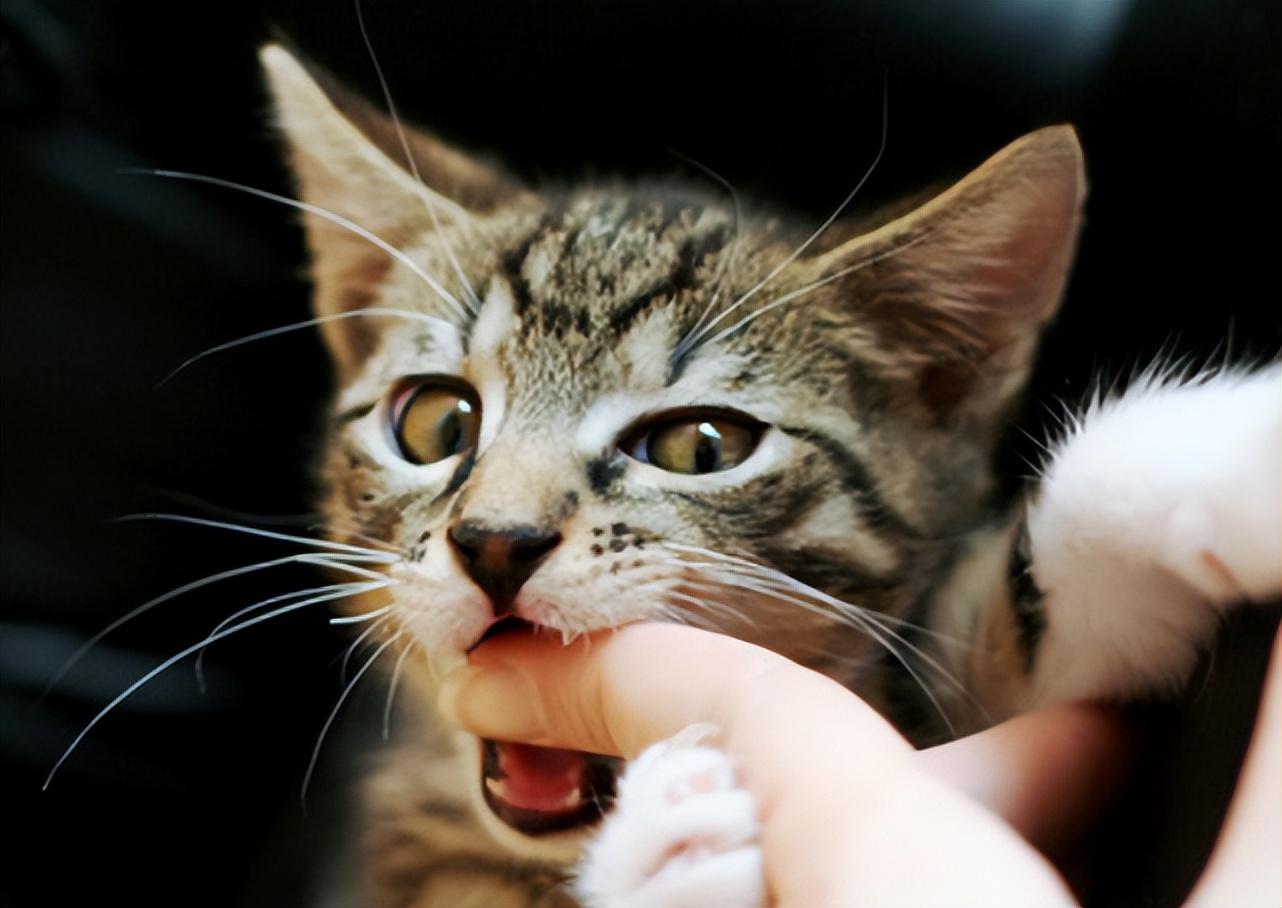 猫咪最新资讯，猫咪知识一网打尽🐱🐾